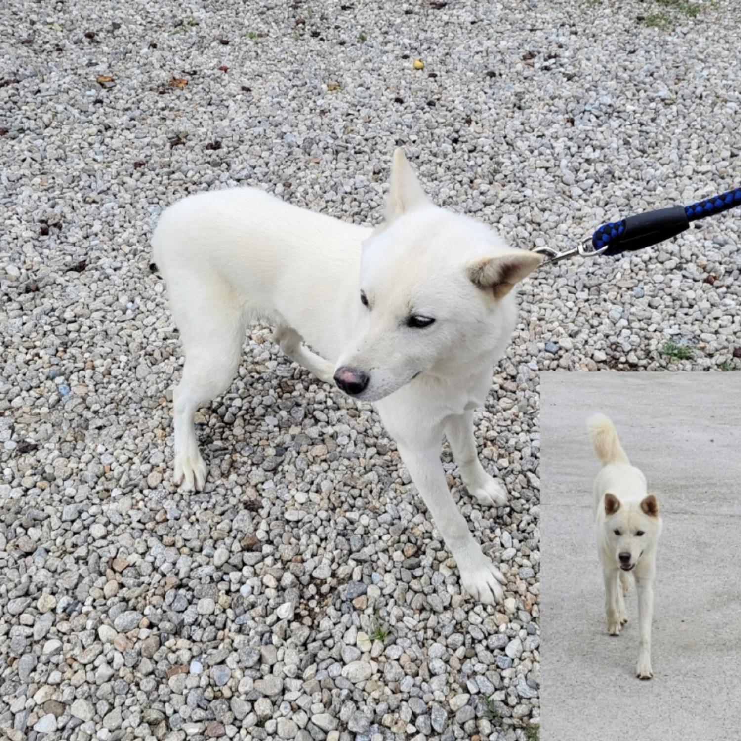 강릉시 동물사랑센터_442420202300476